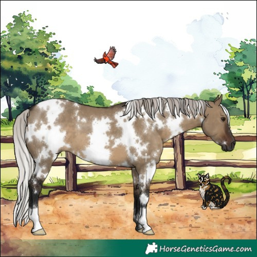 Horse Color:Gray White Spotted Silver Brown Dun