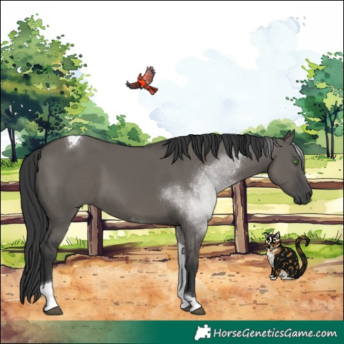 Horse Color:Grullo Tobiano
