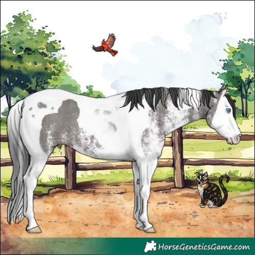 Horse Color:White Spotted Grullo Splash Tobiano