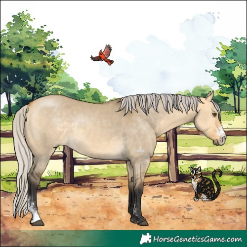 Horse Color:Silver Buckskin Dun Sabino Rabicano 