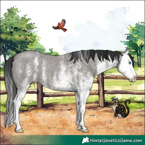 Horse Color:White Spotted Grullo Splash 