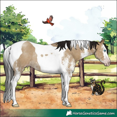 Horse Color:Gray White Spotted Classic Cream Champagne Dun Splash Tobiano Rabicano 