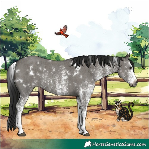 Horse Color:Gray White Spotted Grullo Rabicano
