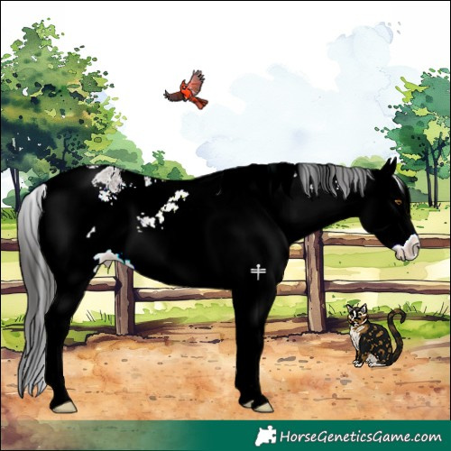 Horse Color:White Spotted Brown Dun Near Leopard Rabicano 