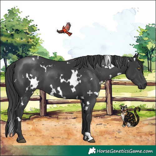 Horse Color:White Spotted Black