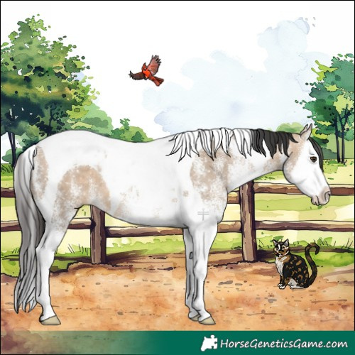 Horse Color:White Spotted Brown Dun Splash Tobiano