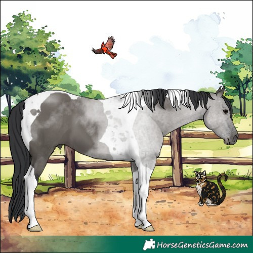 Horse Color:Grullo Tobiano