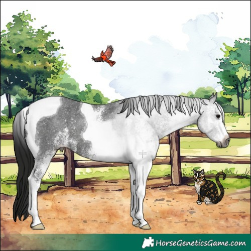 Horse Color:Gray White Spotted Black Tobiano