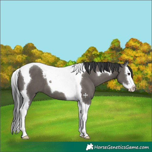 Horse Color:Grullo Splash Tobiano