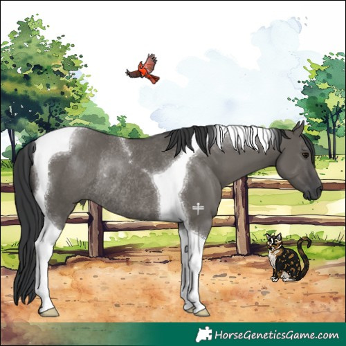 Horse Color:Grullo Tobiano Rabicano 