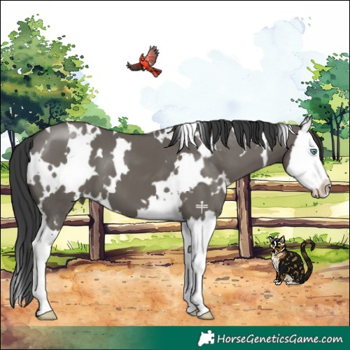 Horse Color:White Spotted Grullo Splash