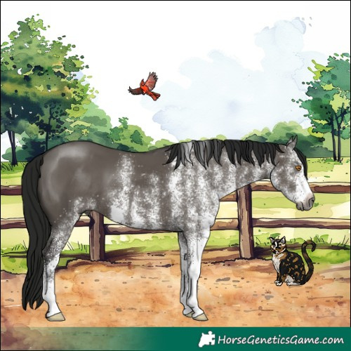 Horse Color:Gray White Spotted Grullo