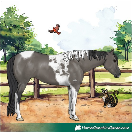 Horse Color:Grullo Tobiano