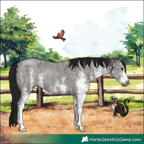 Horse Color:Gray White Spotted Grullo Rabicano