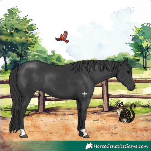 Horse Color:Black 