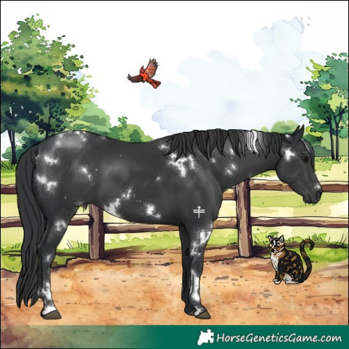 Horse Color:White Spotted Black