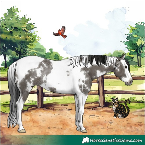 Horse Color:Gray White Spotted Grullo Splash Tobiano Rabicano 