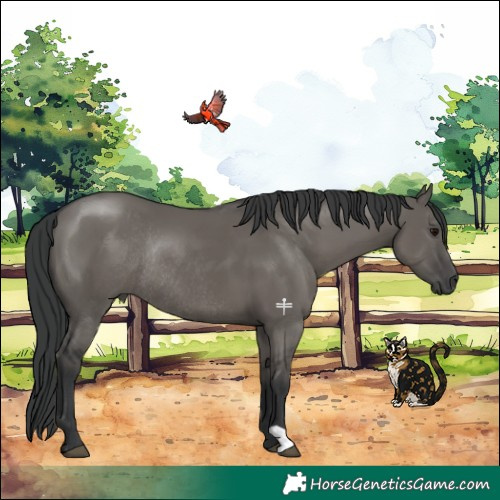 Horse Color:Grullo Rabicano