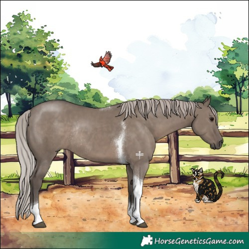 Horse Color:Silver Grullo Tobiano Rabicano 