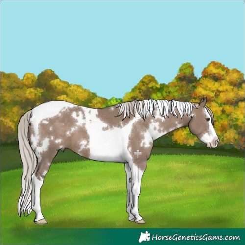 Horse Color:White Spotted Silver Grullo Splash Tobiano 