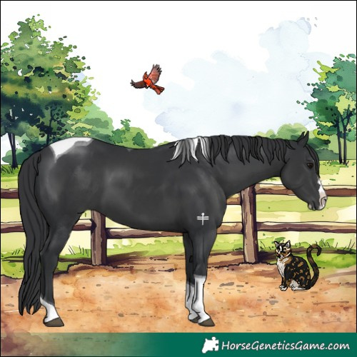 Horse Color:Black Splash Tobiano