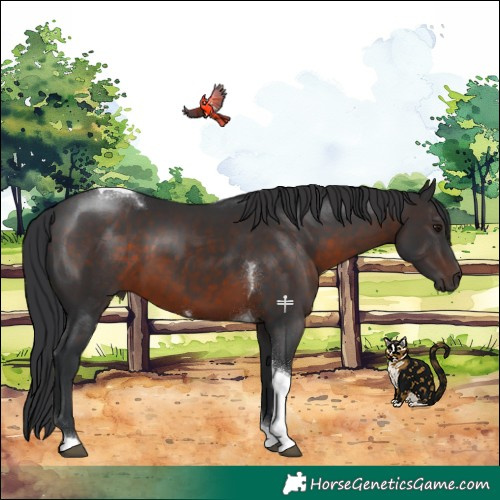 Horse Color:Brown Tobiano 