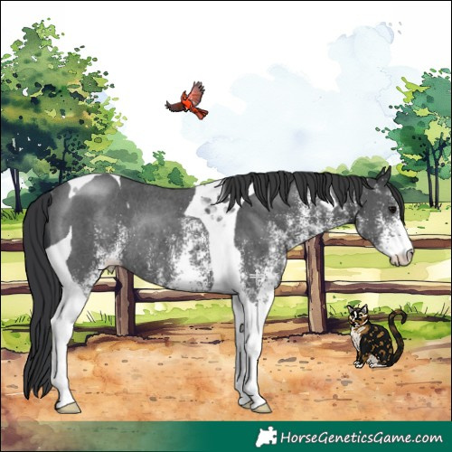 Horse Color:White Spotted Black Tobiano Rabicano 