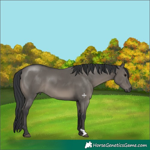 Horse Color:Grullo 