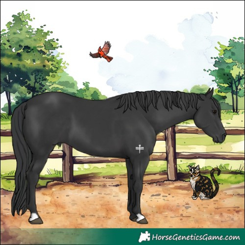 Horse Color:Black 