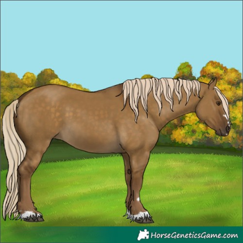 Horse Color:Chocolate Palomino Dun