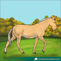 Horse Color:Palomino Dun