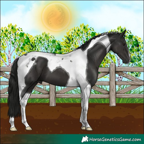 Horse Color:Gray Black Tobiano 