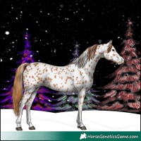 Horse Color:Chestnut Appaloosa 
