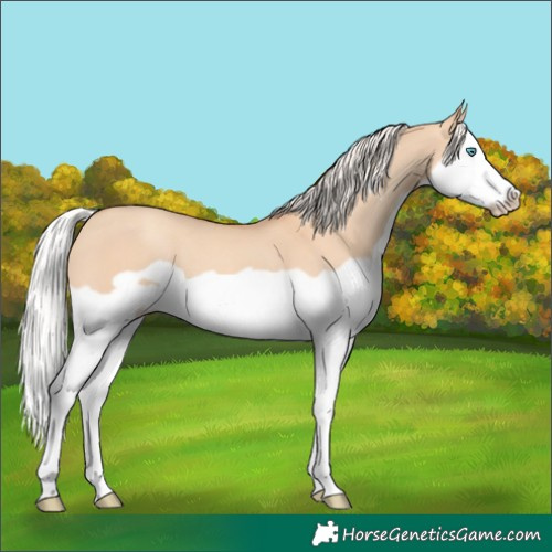 Horse Color:Silver Classic Champagne Dun Splash Frame 