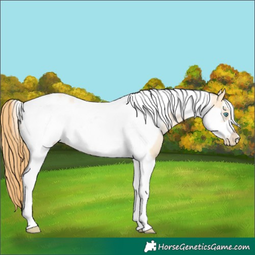 Horse Color:Buckskin Pearl Dun Tobiano Frame 