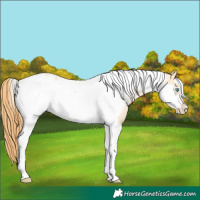 Horse Color:Buckskin Pearl Dun Tobiano Frame