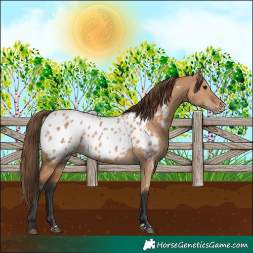 Horse Color:Bay Dun Appaloosa 