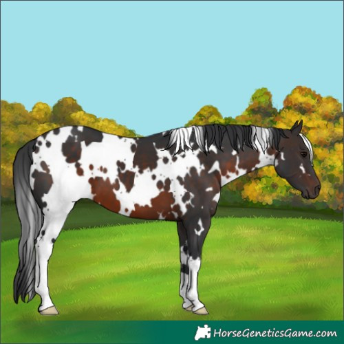 Horse Color:White Spotted Brown 