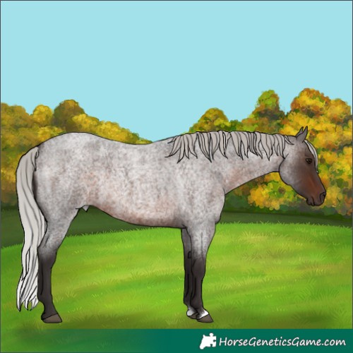 Horse Color:Silver Brown Roan Rabicano 