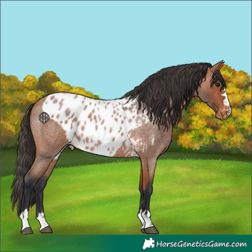 Horse Color:Bay Roan Skewed LP Spotted