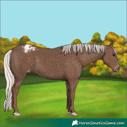 Horse Color:Silver Black Appaloosa 