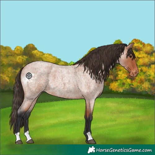Horse Color:Bay Roan Skewed Appaloosa