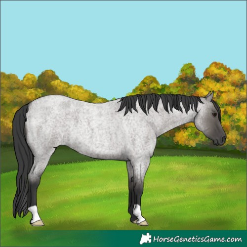 Horse Color:Grullo Roan 
