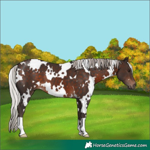 Horse Color:White Spotted Silver Brown 