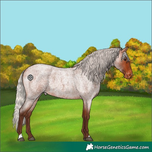 Horse Color:Silver Bay Roan Skewed Appaloosa