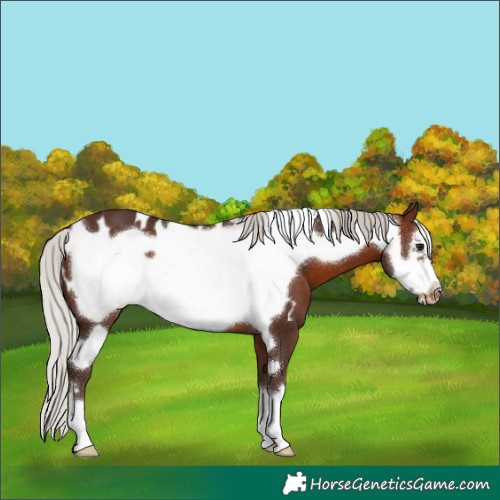 Horse Color:Silver Brown Frame Blanket