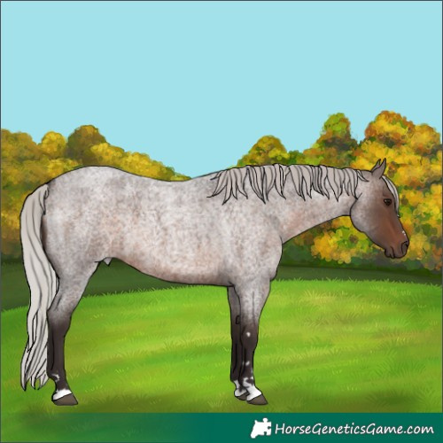 Horse Color:Silver Brown Roan 