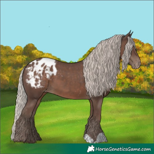 Horse Color:Silver Black Appaloosa