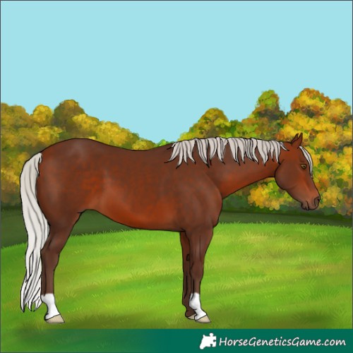 Horse Color:Silver Bay