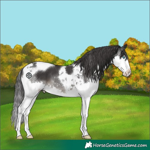 Horse Color:Black Splash Tobiano